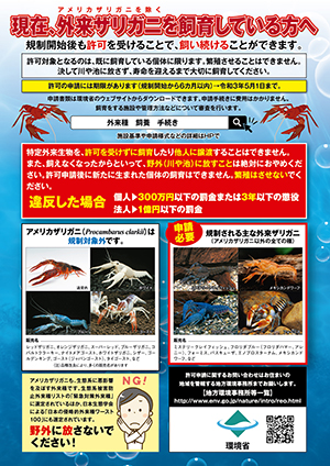 外来ザリガニ飼育禁止はなぜ いつから 対象種類や必要手続きは 四国の右ナナメ上